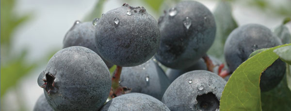 Introducing the pinkberry: Horticulturalists breed new species of blueberry