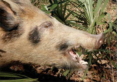 Wild boar, facts and information