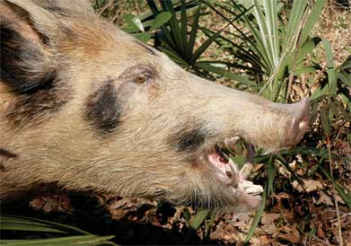 Extracts - Hog Wild in Florida! Feral Pigs a Problem