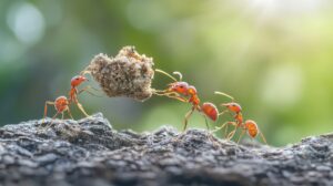 A large group of ants working together to carry a seed back to their in a natural outdoor setting.