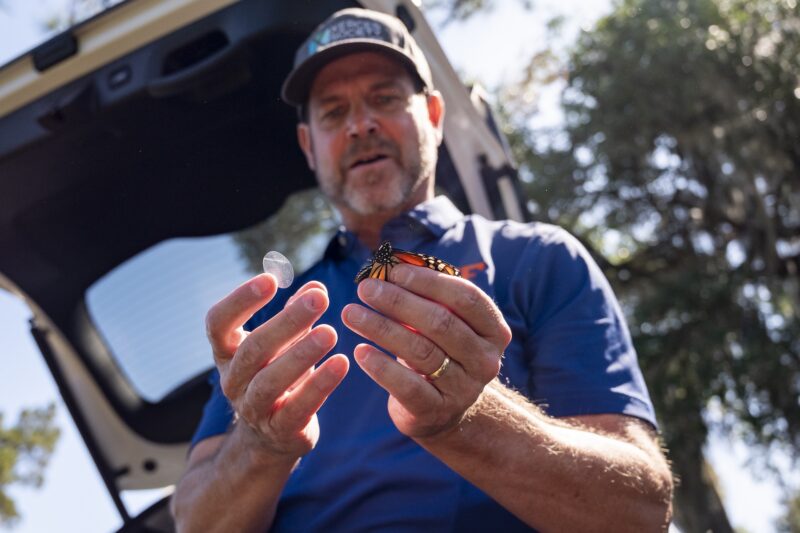 A man in a blue shirt and cap holds a monarch butterfly in one hand and a small, clear adhesive tag in the other, standing near an open vehicle.