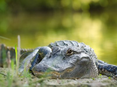 Feature image for UF Urban Ecology research story