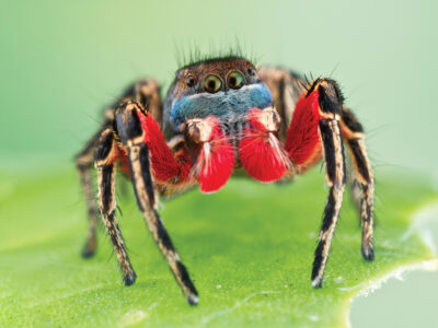 Close-up image of a jumping spider with bright blue and red fur standing on a green leaf.
