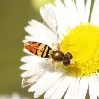 A close-up of a hoverfly with orange and black stripes on a white daisy, collecting pollen from the yellow center.