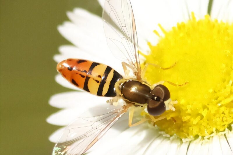 A close-up of a hoverfly with orange and black stripes on a white daisy, collecting pollen from the yellow center.