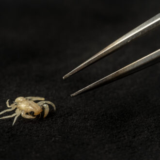 A close-up of a small, pale spider being held with tweezers against a dark background.