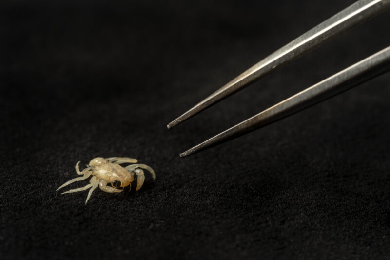 A close-up of a small, pale spider being held with tweezers against a dark background.